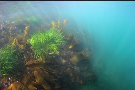surfgrass and kelp