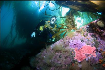 hydrocoral under kelp