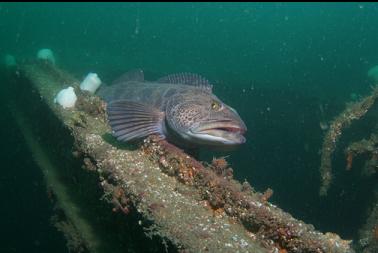 lingcod on beam over hold