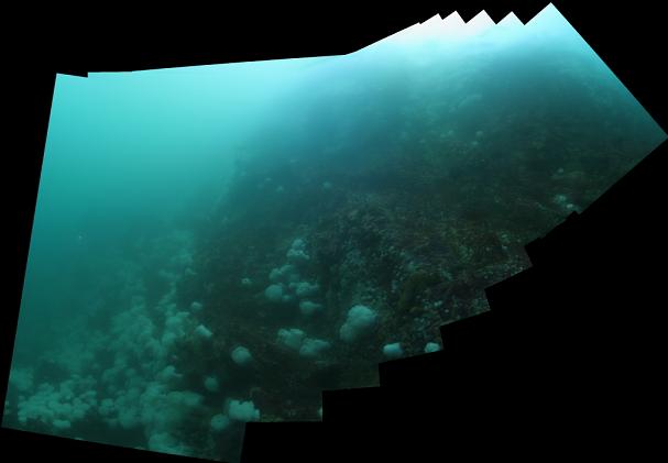 anemone-covered ledge at top of wall