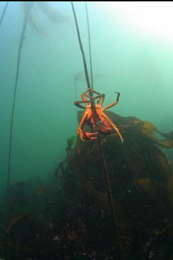 kelp crab