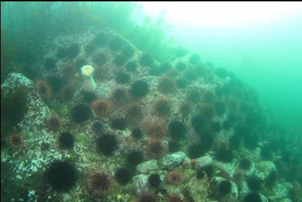 urchins on a reef