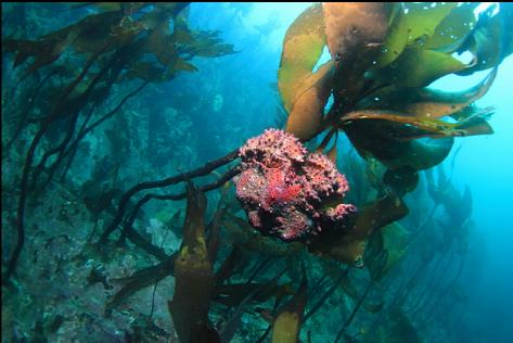 Puget Sound king crab on stalked kelp
