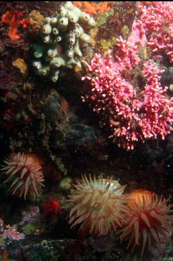 anemones and hydrocoral