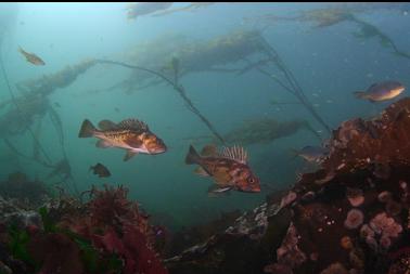 copper rockfish in bay