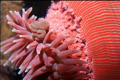 brooding anemone on kelp