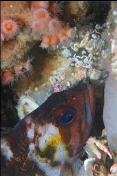 COPPER ROCKFISH AND ZOANTHIDS