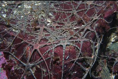 brittle stars