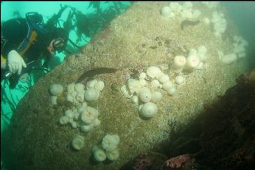 plumose anemones on large boulder