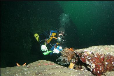 giant nudibranch at base of wall