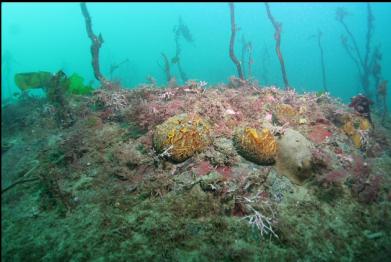 sponges on reef