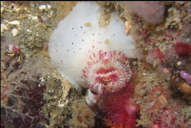 tube worm and nudibranch