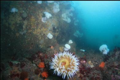 fish-eating anemone at base of wall