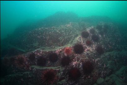 urchins on deeper reef