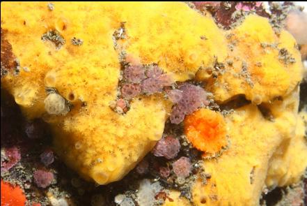 sponge, tunicates and cup coral
