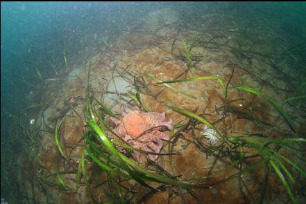 eelgrass, sunflower star and nudbranch in the bay