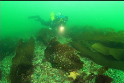 bottom kelp and pebbles about 30 feet deep