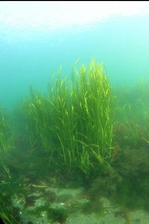 eelgrass in the shallow channel