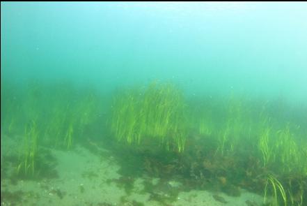 eelgrass in the channel