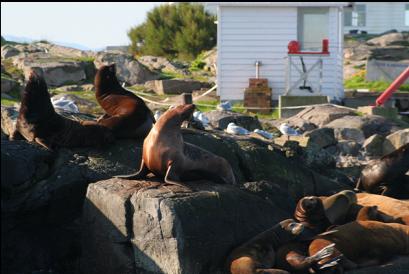 California and Steller's sealions