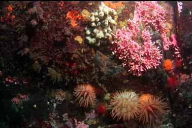 anemones, hydrocoral and sponge