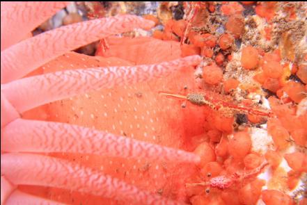 crimson anemone and broken-back shrimp