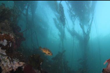 copper rockfish and kelp in bay
