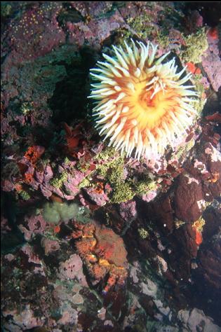 Puget Sound king crab and anemone