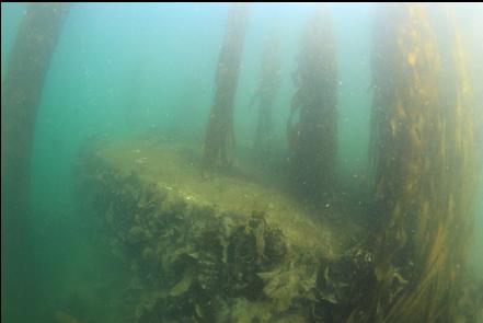Shallower fuel tank with kelp and a piling on the left