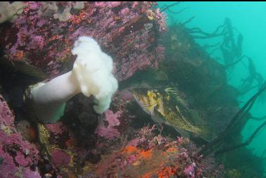 copper rockfish and plumose anemone