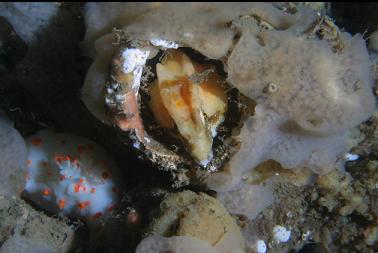 grunt sculpin in barnacle shell