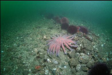 sunflower star and trail of urchins