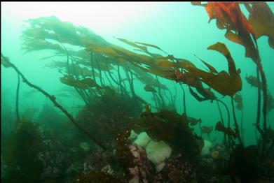 stalked kelp and anemones on sewer pipe reef