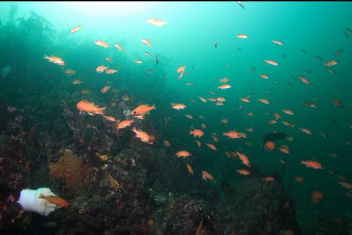 Puget Sound rockfish