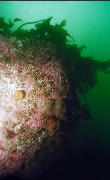 SIDE OF BOULDER WITH ANEMONES
