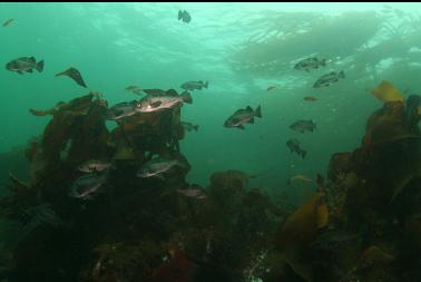 black rockfish 40  feet deep