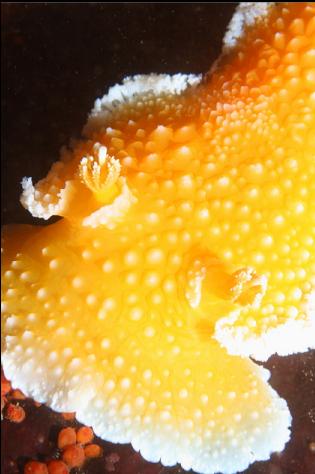 orange peel nudibranch