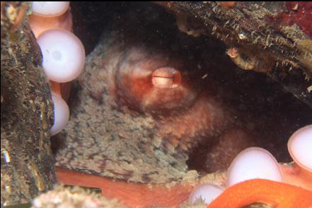 octopus in den