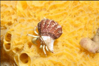 hermit crab on yellow sponge
