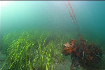 eelgrass and a kelp greenling in the channel