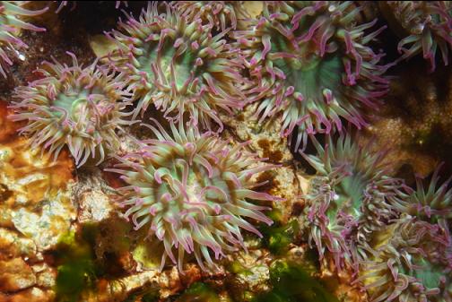anemones in the shallows