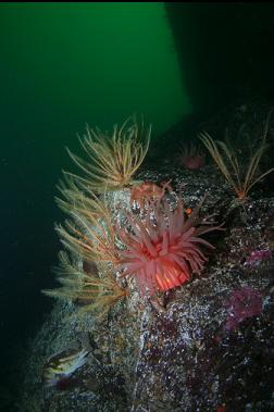 rockfish, anemones and feather stars