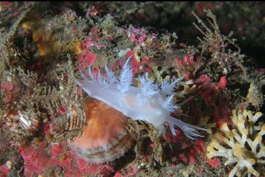 nudibranch on scallop