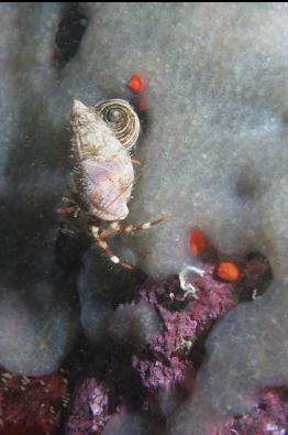 hermit crab on tunicate colony