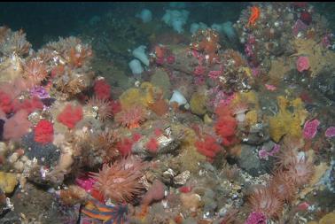 stuff on ledge 100 feet deep