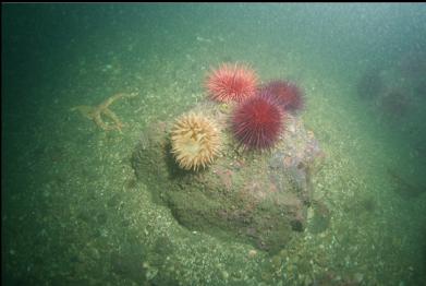 anemone and urchins at base of breakwater