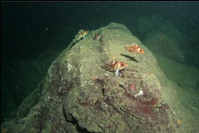 copper rockfish at base of wall