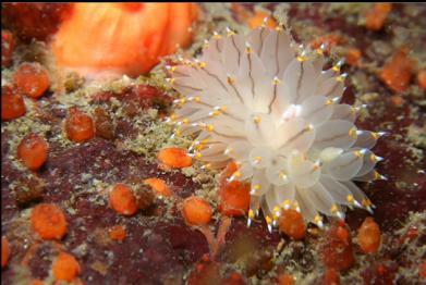 nudibranch and orange tunicates