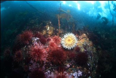 urchins and anemone at top of wall