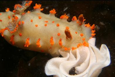 nudibranch eating/laying? eggs
